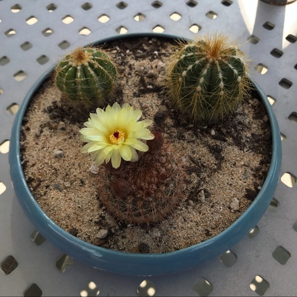 Meet your Posher, Demitra - Picture 4 of 4